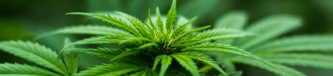 Hvorfor er cannabis ramt af strengere regler end morfin og opium?
